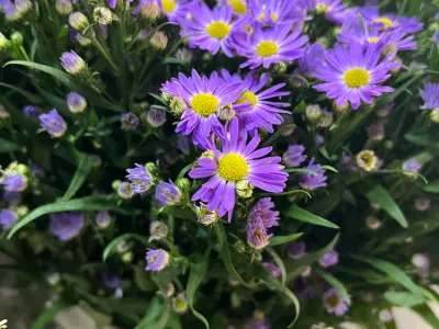 My Flower Market, Google photo 2