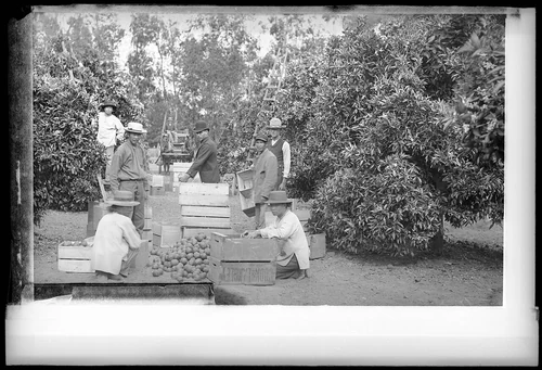 Orange fruit pickers, Santa Ana, ca.1900 (CHS-154)